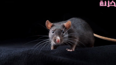 الجرذ في المنام