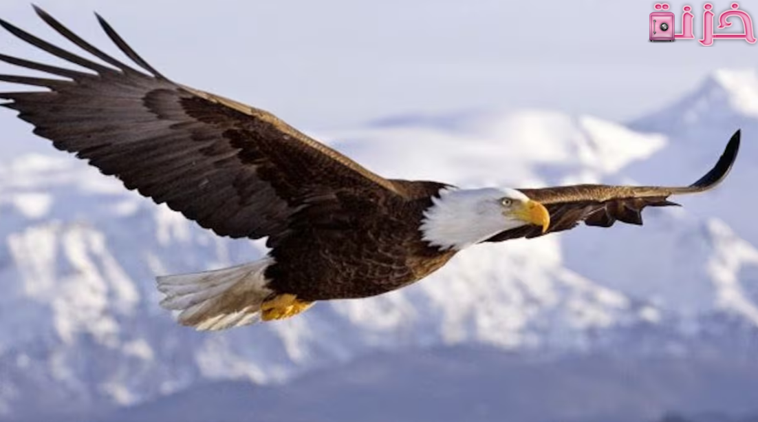 رؤية النسر في المنام