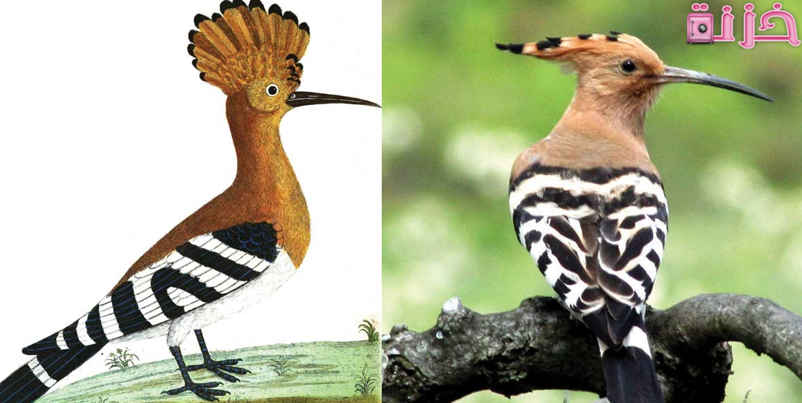 رؤية الهدهد في المنام