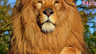 الأسد في المنام