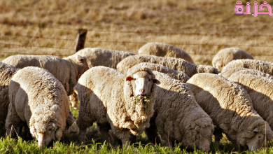 مشروع تربية الأغنام