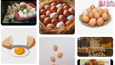 البيض فى المنام