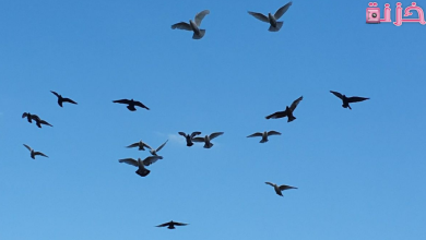 الحمام في المنام