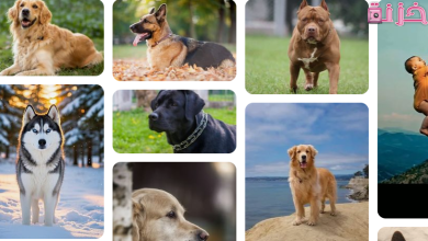 الكلب في المنام