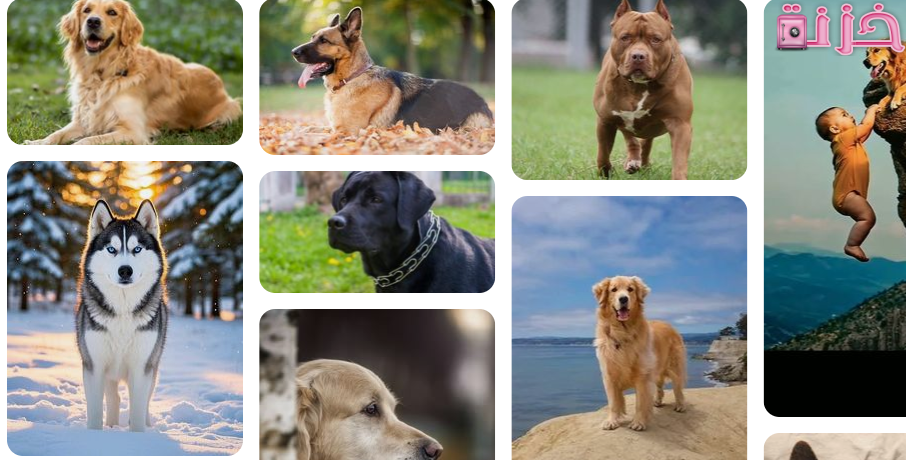 الكلب في المنام