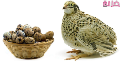 مشروع تربية السمان