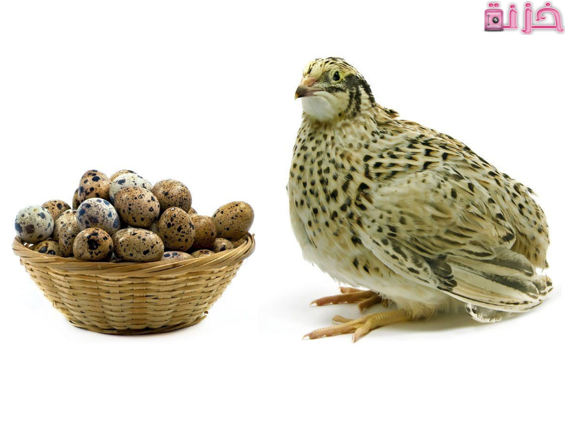 مشروع تربية السمان