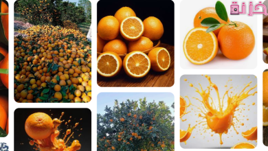 البرتقال في المنام