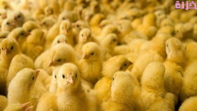 الكتاكيت في المنام