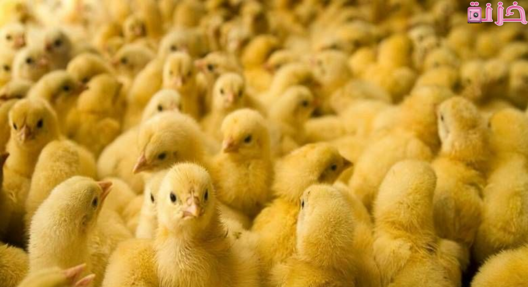 الكتاكيت في المنام