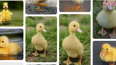 تفسير حلم البط الصغير