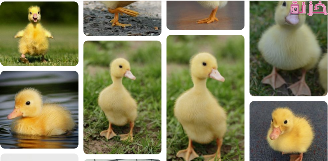 تفسير حلم البط الصغير