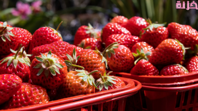 الفراولة في المنام
