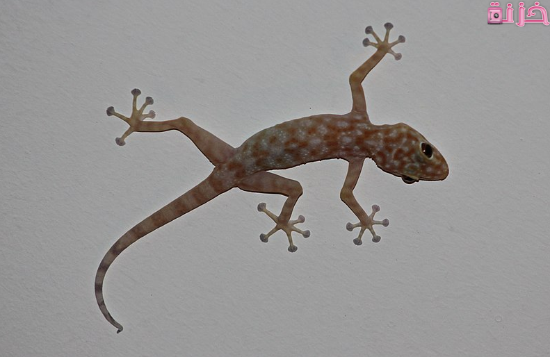 رؤية البرص في المنام