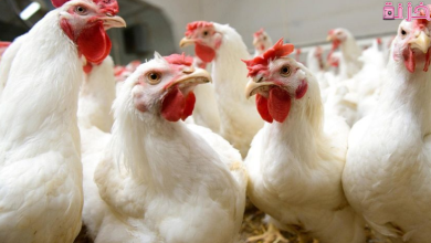 الفراخ في المنام