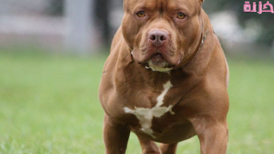 عضة الكلب في المنام