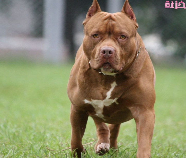 عضة الكلب في المنام