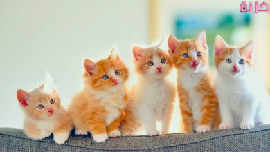 اسماء قطط ذكور تركية و عربية و فرنسية و اجنبية