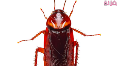 حلم رؤية الصرصور في المنام