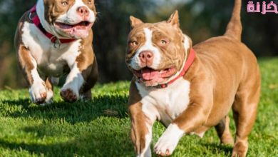 الكلاب البيتبول