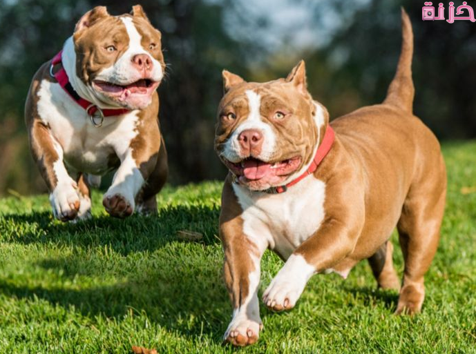 الكلاب البيتبول