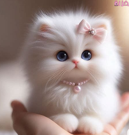 بنات قطط كيوت جامدة