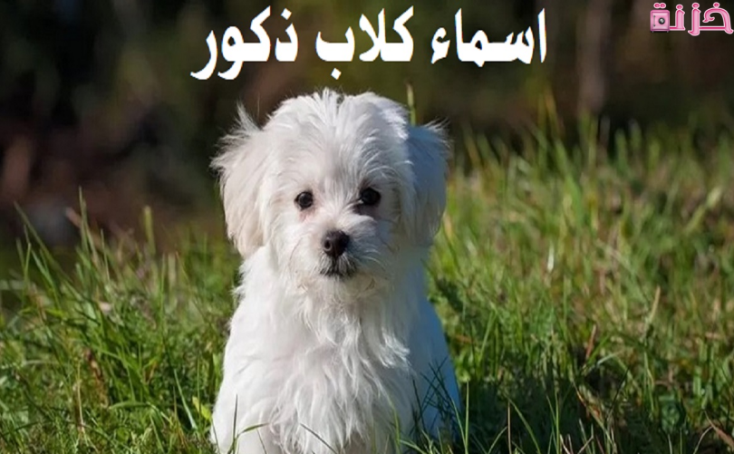 اسماء كلاب ذكور