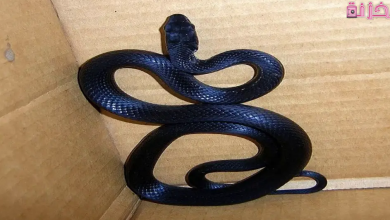 الثعبان في المنام