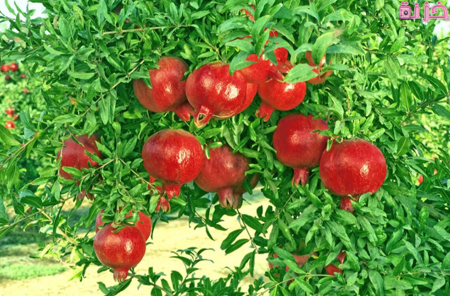 تفسير الحلم بشجرة الرمان للعزباء