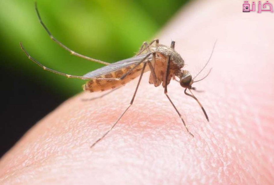 طريقة التخلص من الناموس