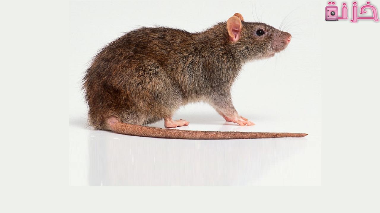 ما تفسير رؤية الجردون في المنام