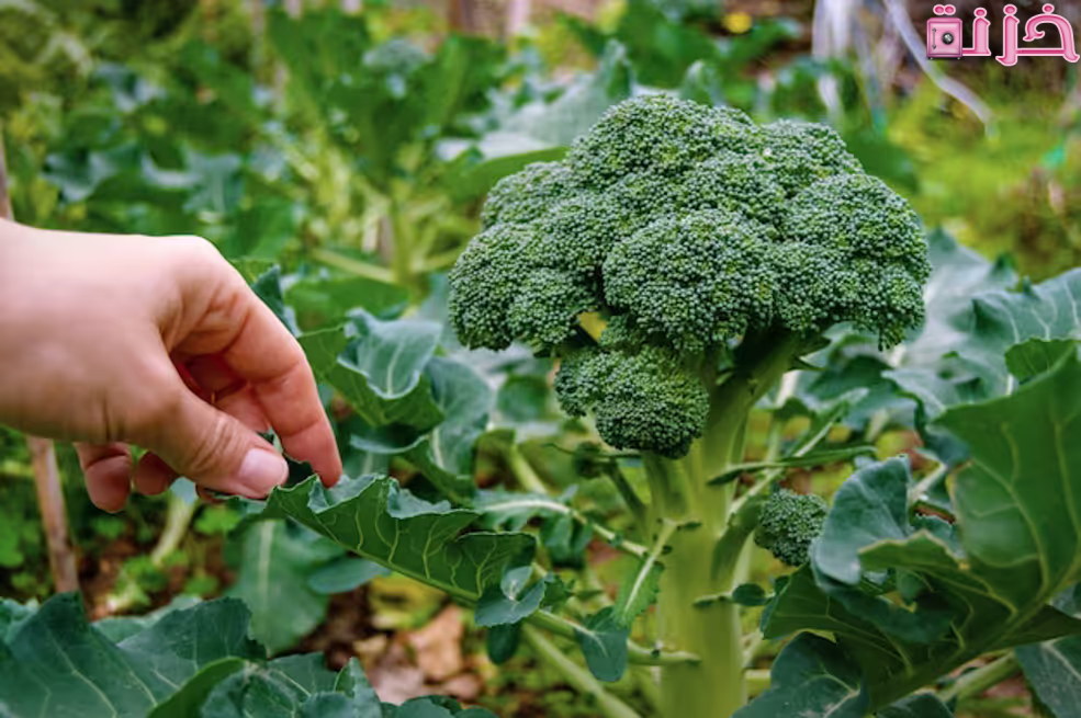 فوائد البروكلي