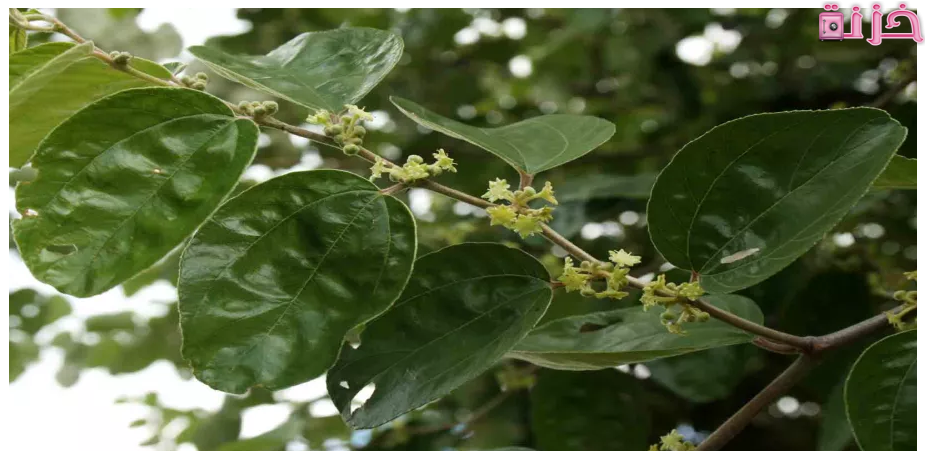 فوائد ورق السدر