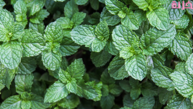فوائد النعناع