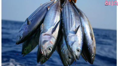 تفسير حلم السمك للمتزوجة