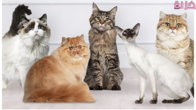 تفسير رؤية القطط في المنام للعزباء