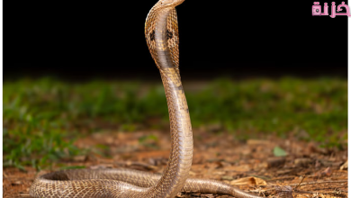 تفسير رؤية الثعبان في المنام للمتزوجة