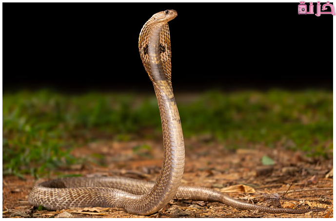 تفسير رؤية الثعبان في المنام للمتزوجة
