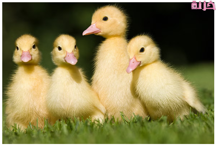 البط في المنام