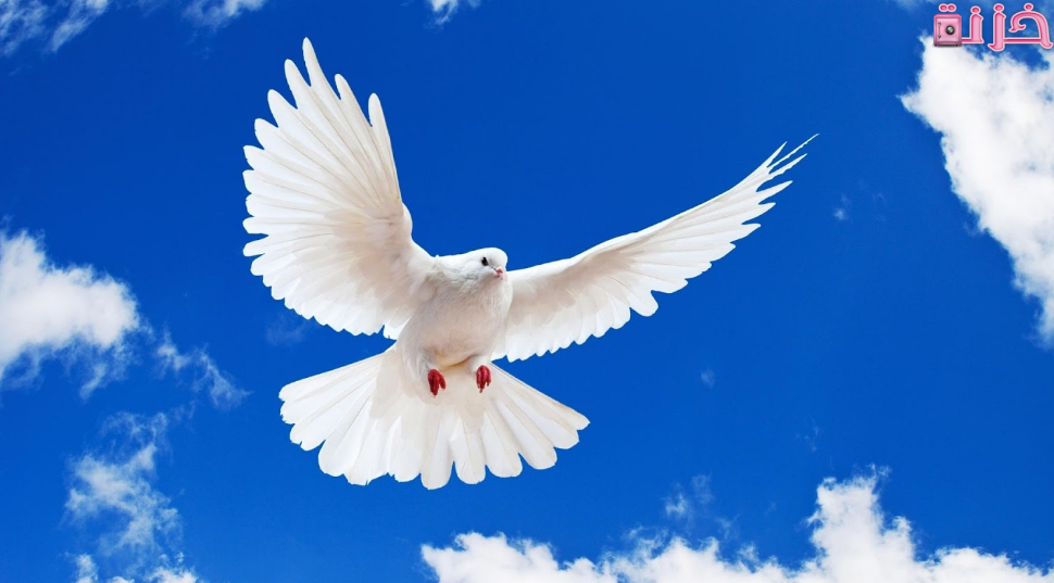 رؤية الحمام في المنام للمتزوجة