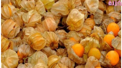 فوائد الحرنكش