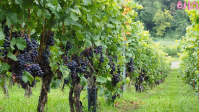 العنب فى المنام