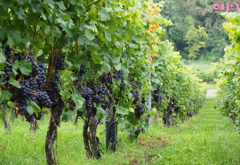 العنب فى المنام