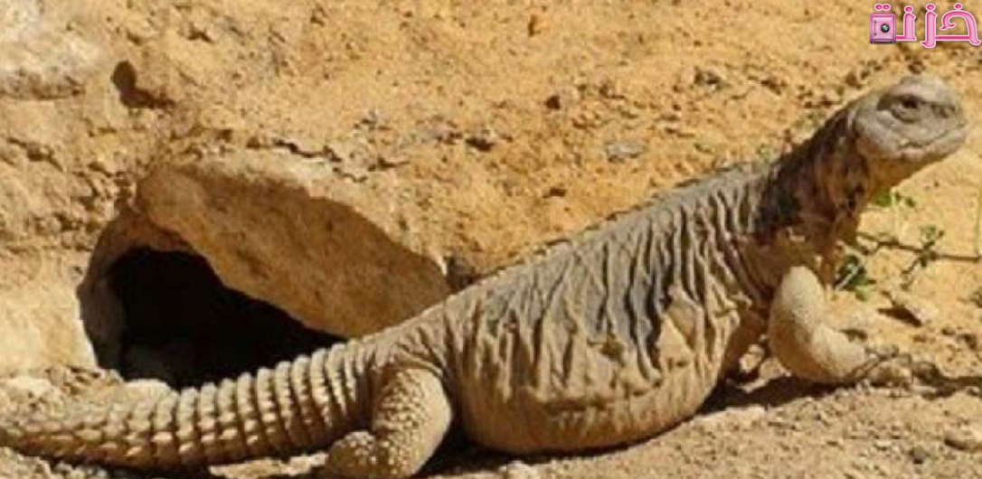 الضب في المنام