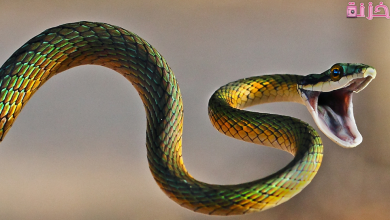 تفسير حلم ثعبان يهاجمني