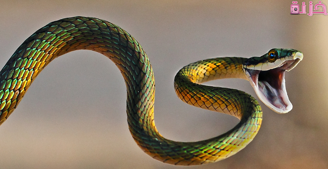 تفسير حلم ثعبان يهاجمني