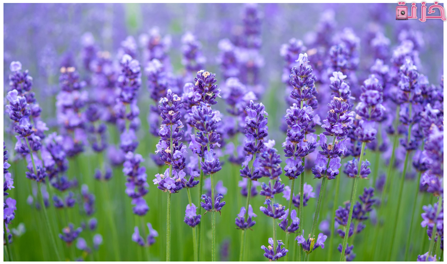 فوائد اللافندر