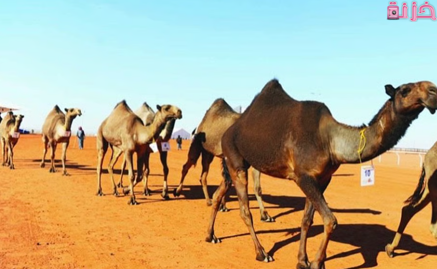 ترقيم الابل