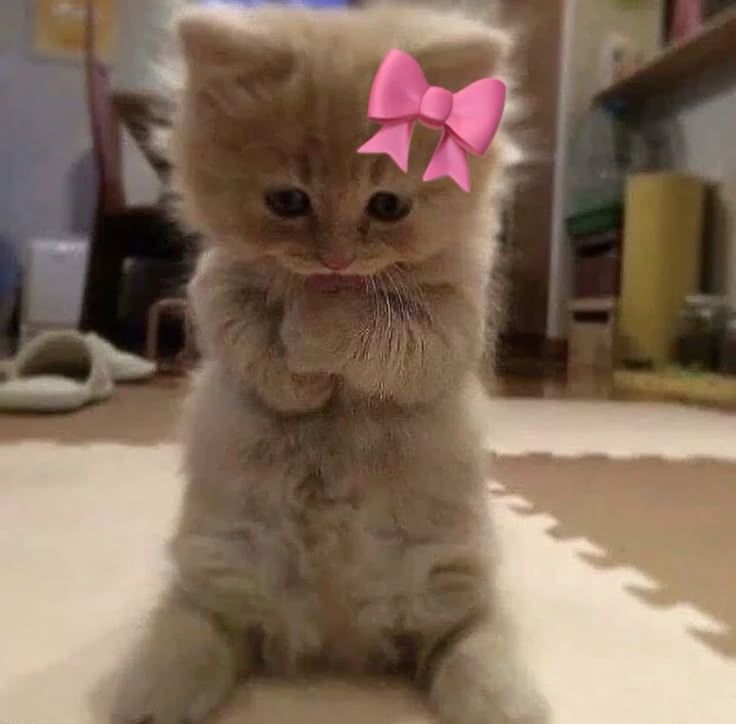 صور قطط في البيت