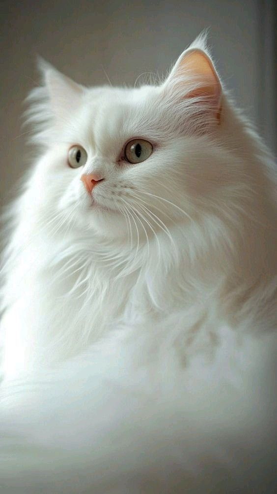 صور قطط زعلانة